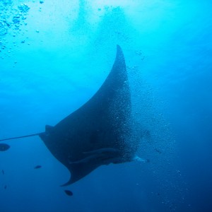 Manta Ray