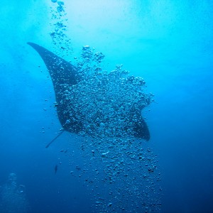 Manta Ray