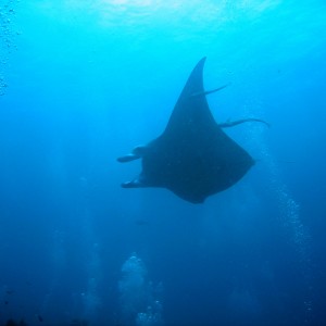 Manta Ray