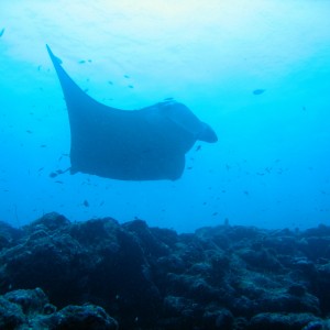 Manta Ray