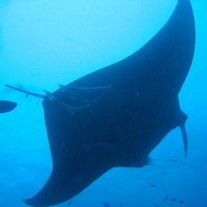 Manta Ray