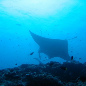 Manta Ray