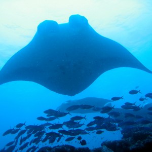 Manta Ray