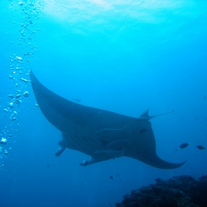 Manta Ray