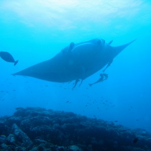 Manta Ray