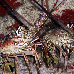 Lobsters - Cozumel