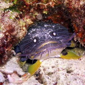 Cozumel splendid toadfish - Cozumel