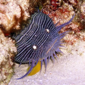 Cozumel splendid toadfish 2