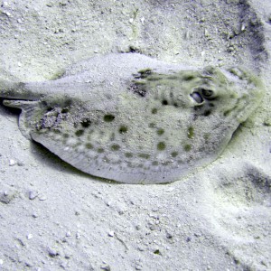 Stingray - Cozumel