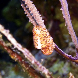 Flamingo Tongue - Cozumel