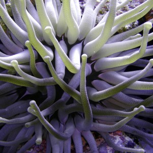 Anemone - Cozumel