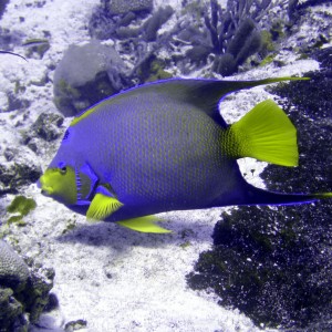 Angelfish - Cozumel