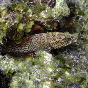 Resting - Cozumel