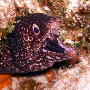 Moray eel - Cozumel