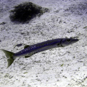 Barracuda - Cozumel