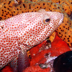 Close-up - Cozumel