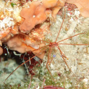 Arrow crab - Cozumel