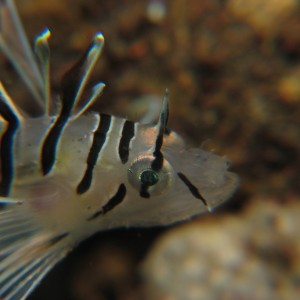 Lionfish Close-up