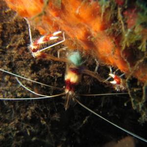 Banded Cleaner Shrimp