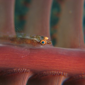 Goby on a Sea Pen