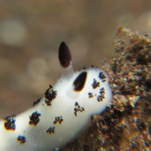 Nudibranch (Jorunna funebris)