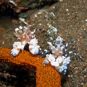 Harlequinn shrimp pair