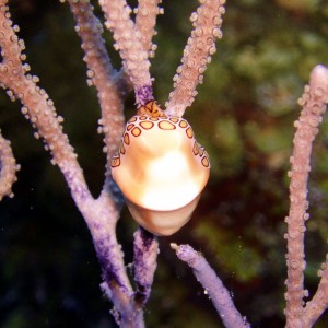 Flamingo tongue 2 - Cozumel