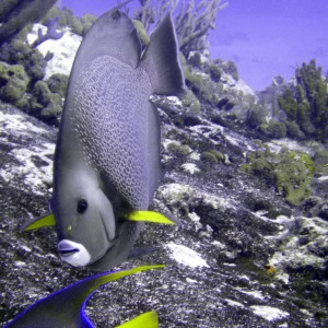 Angelfish 2 - Cozumel