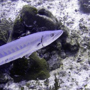 Barracuda 2 - Cozumel