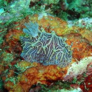 Nudibranch 1 - Bunaken