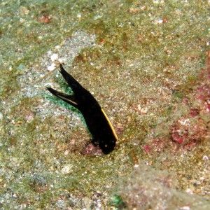 Ribbon eel black - Bunaken