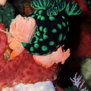 Nudibranch 2 - Bunaken