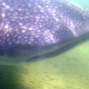 Bay of La Paz, Baja California