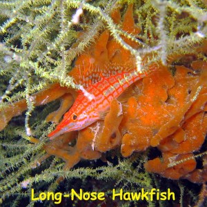 Salvatierra Wreck, Sea of Cortez, Baja California