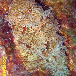 Fan Ming Wreck, Sea of Cortez, Baja California