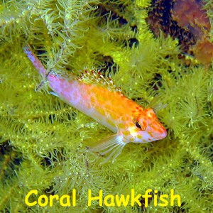 Salvatierra Wreck, Sea of Cortez, Baja California