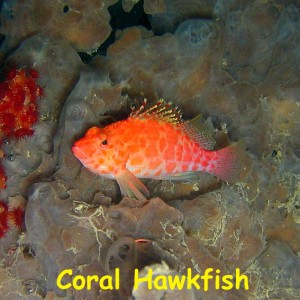 Fan Ming Wreck, Sea of Cortez, Baja California