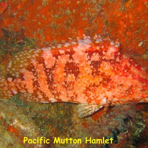 Fan Ming Wreck, Sea of Cortez, Baja California