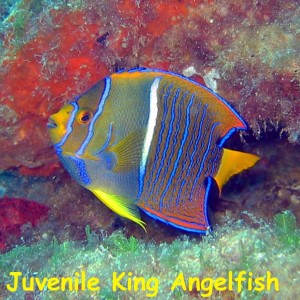 Fan Ming Wreck, Sea of Cortez, Baja California