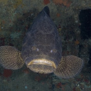 Goliath Grouper (aka Jewfish)