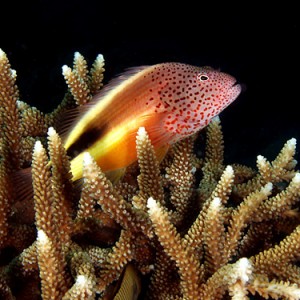 Hawkfish waits