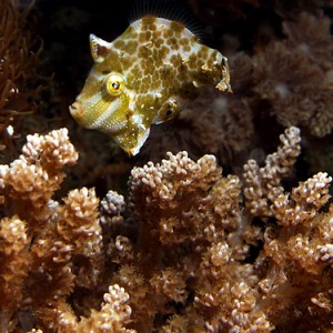 Tiny filefish