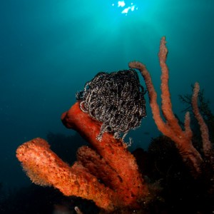 Tubesponges under a sunball