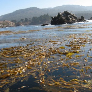 Kelp at Bluefish Cove