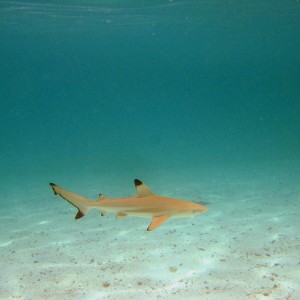 Blacktip Reef Shark