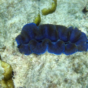 Giant Clam