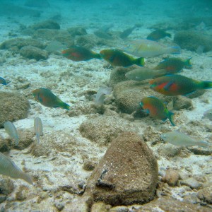 Rusty Parrotfish