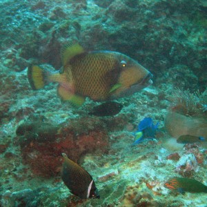 Japanese Gardens reef