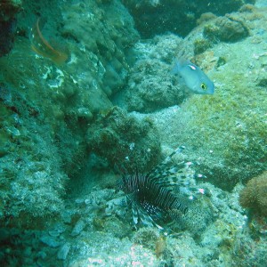 Lionfish