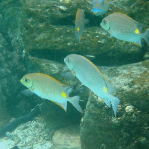 Yellow-blaotch Spinefoot